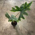 4" Alocasia Jacklyn (Grower 1105)